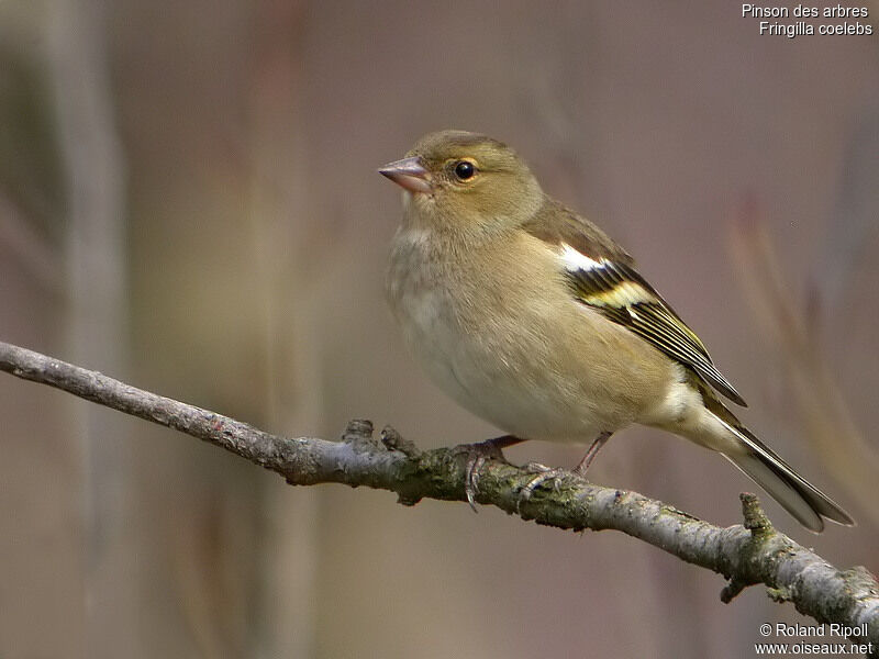 Eurasian Chaffinch female adult post breeding