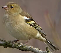 Eurasian Chaffinch