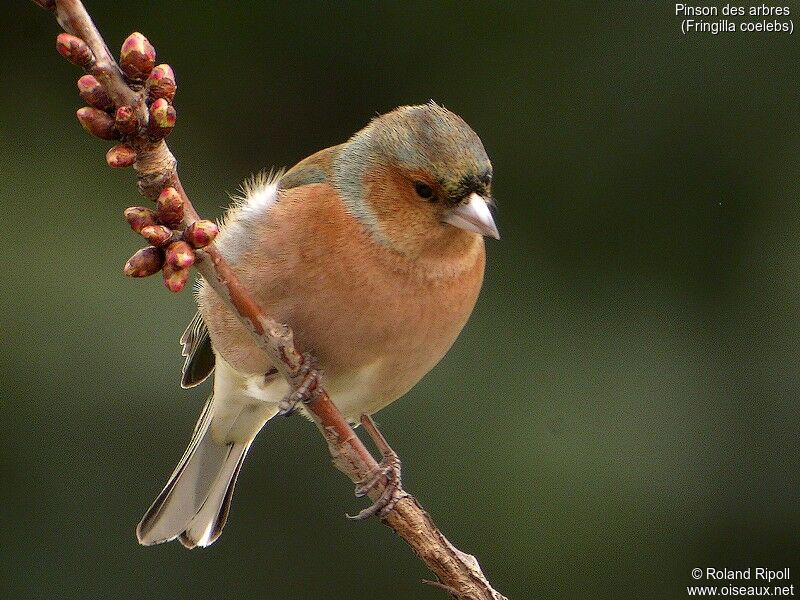 Common Chaffinch