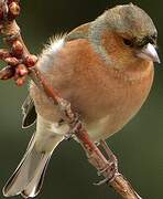 Common Chaffinch