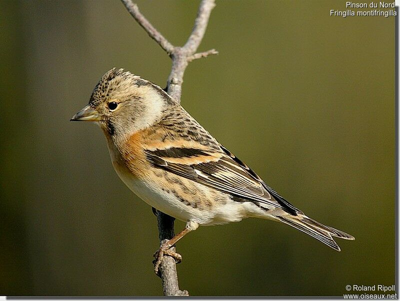 Bramblingadult post breeding