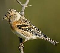 Brambling