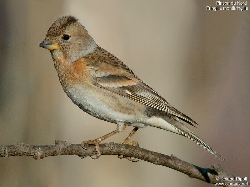 Brambling female adult