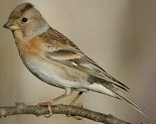 Brambling