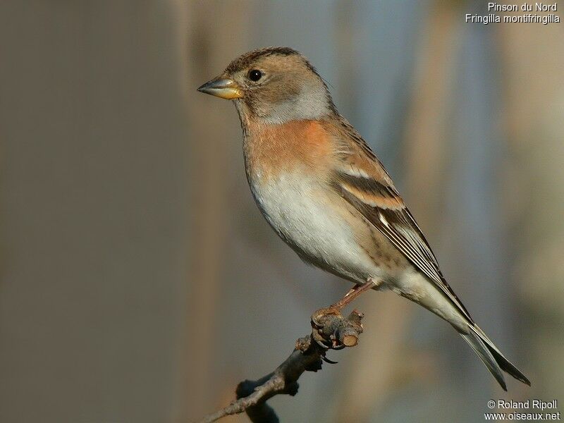 Brambling female adult