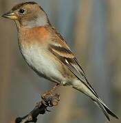 Brambling