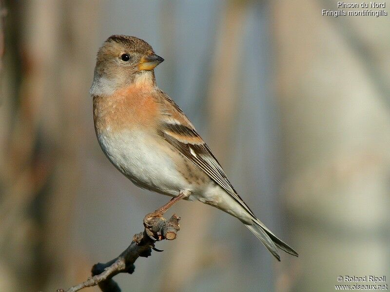 Brambling female adult