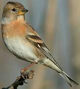 Brambling