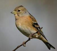 Brambling