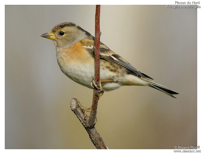 Brambling female adult post breeding