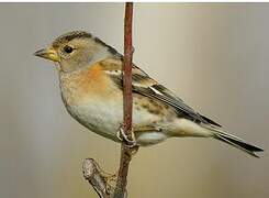 Brambling