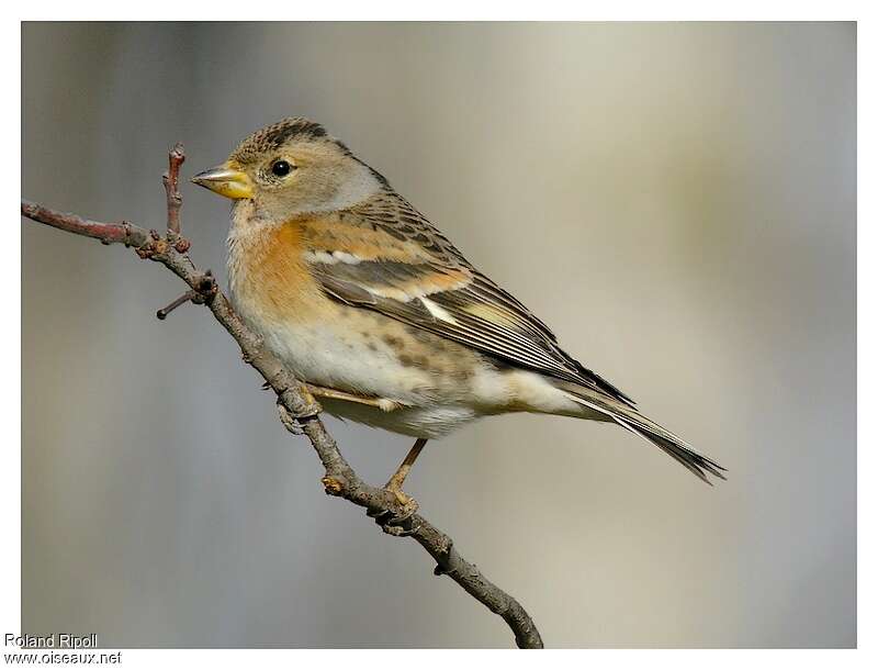 Brambling female adult post breeding, identification