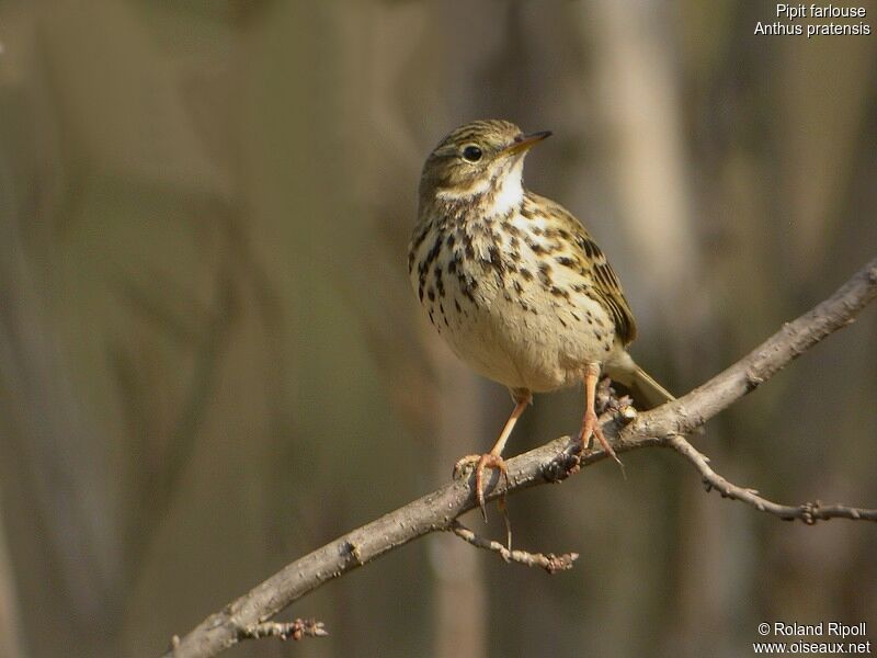 Meadow Pipit