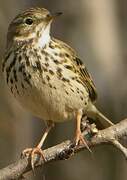 Meadow Pipit