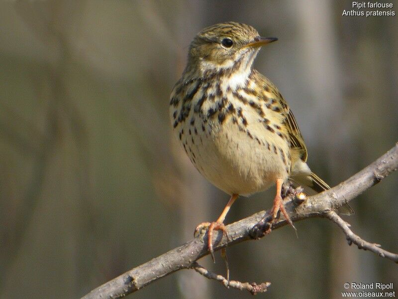 Meadow Pipit