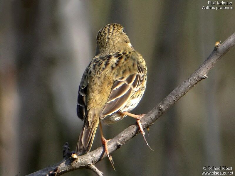 Pipit farlouse