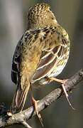 Pipit farlouse