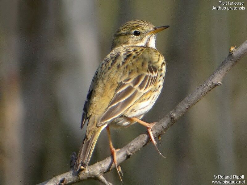 Pipit farlouse