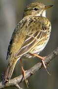 Pipit farlouse