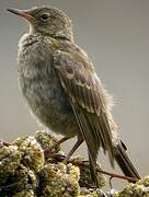 Eurasian Rock Pipit