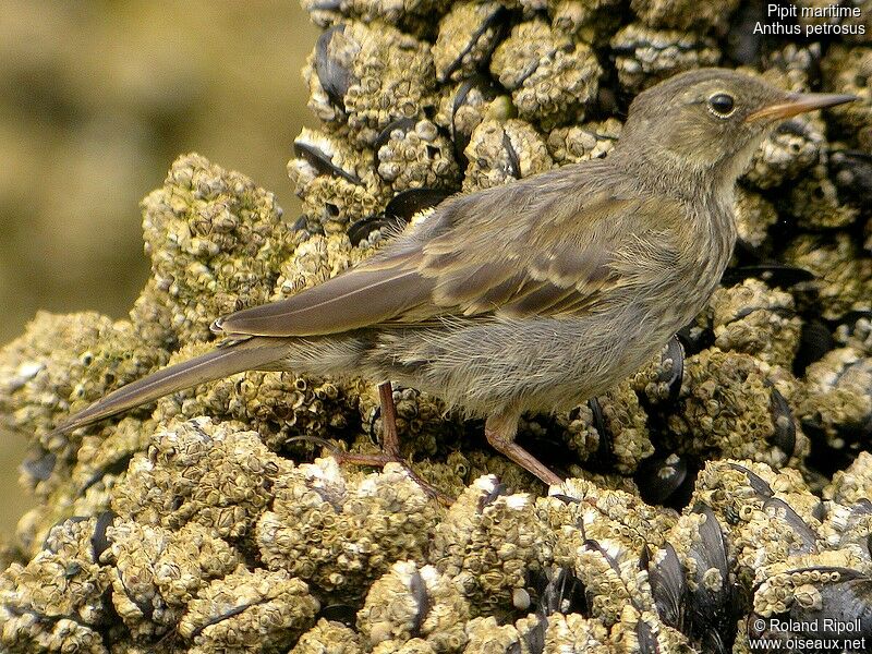 Eurasian Rock Pipitjuvenile