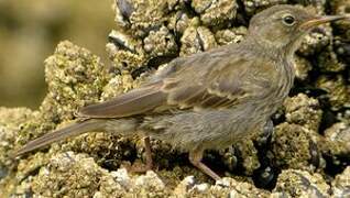 Eurasian Rock Pipit