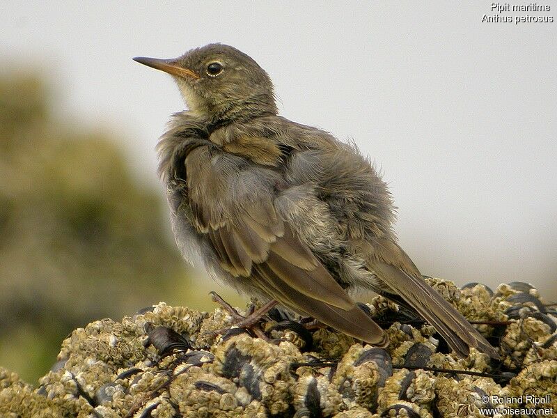 Pipit maritimejuvénile