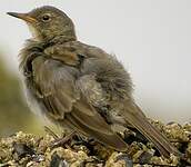 Pipit maritime