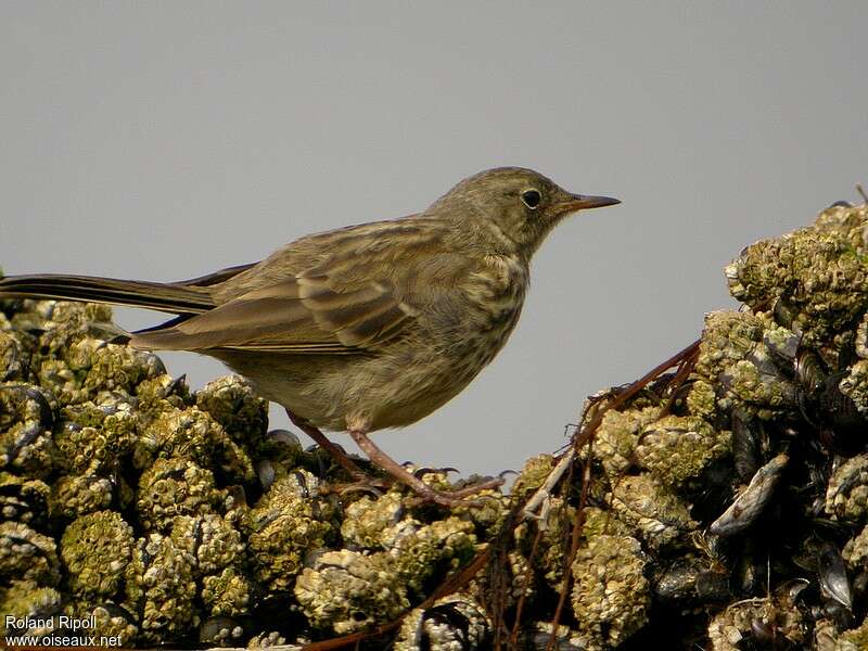 Pipit maritimejuvénile, identification