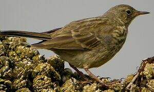 European Rock Pipit