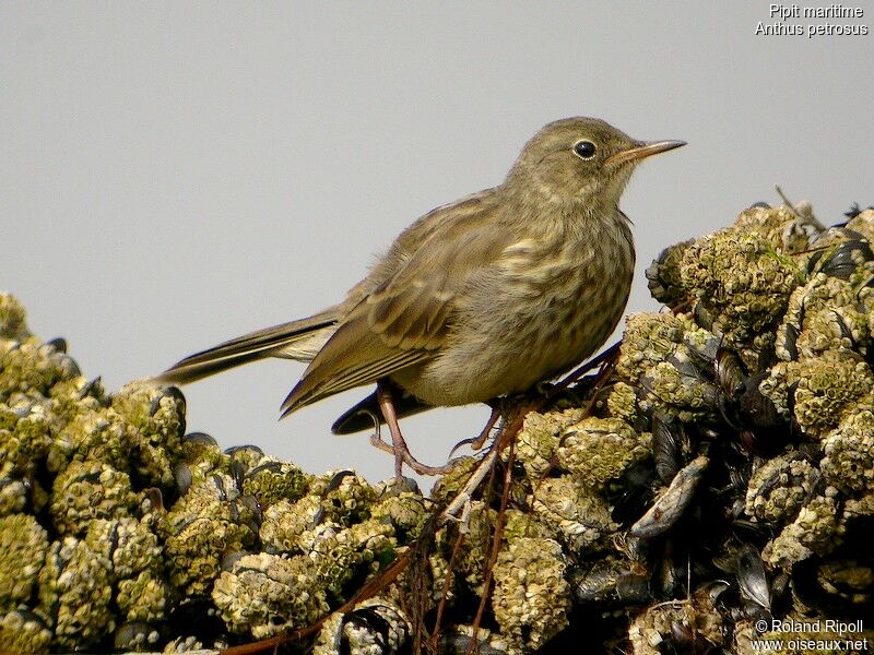 Pipit maritimejuvénile