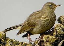 Eurasian Rock Pipit