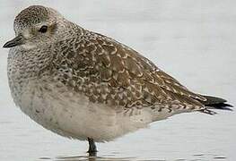 Grey Plover