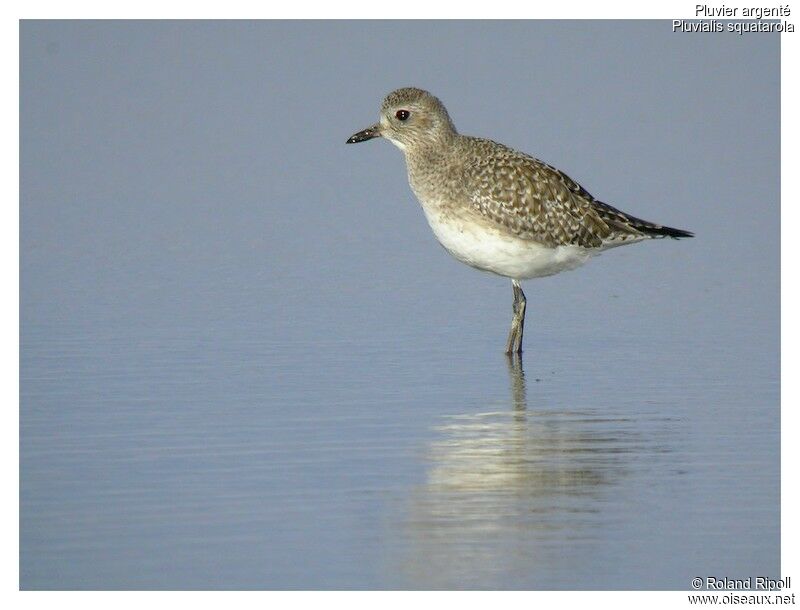 Grey Ploveradult post breeding