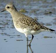 Grey Plover