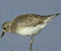 Grey Plover