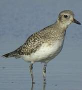 Grey Plover