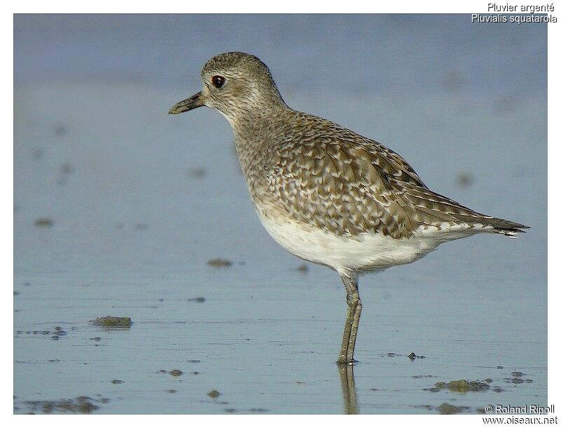 Grey Ploveradult post breeding