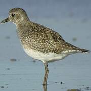 Grey Plover