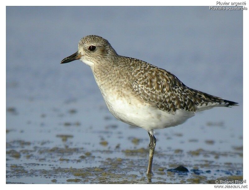 Grey Ploveradult post breeding