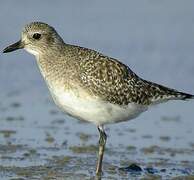 Grey Plover