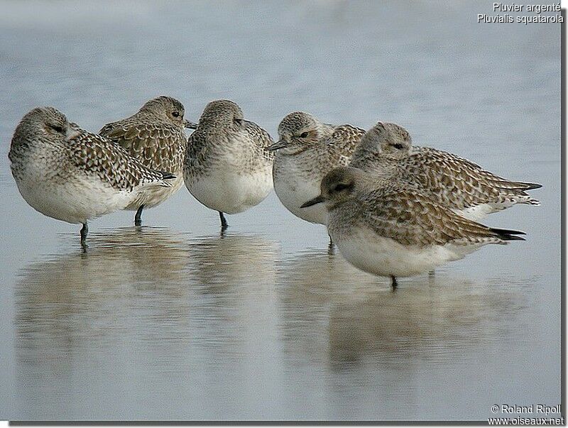 Grey Ploveradult post breeding