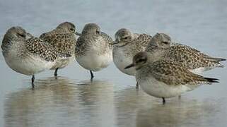 Grey Plover