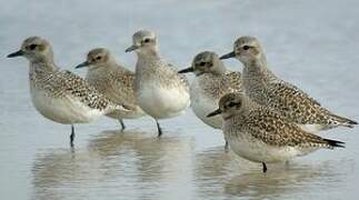 Grey Plover