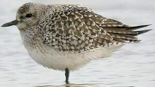 Grey Plover