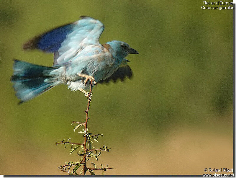 European Rolleradult breeding