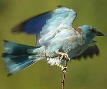 European Roller