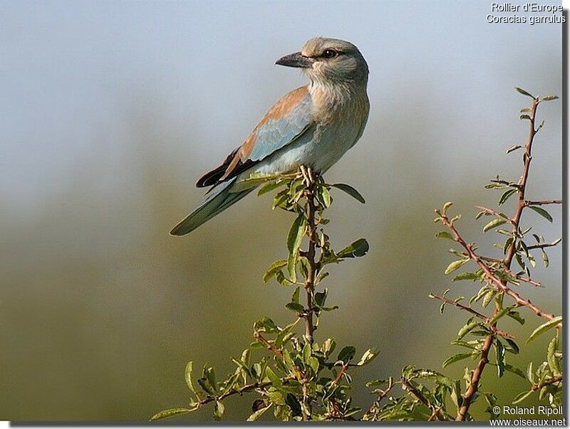 Rollier d'Europejuvénile, identification