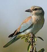 European Roller