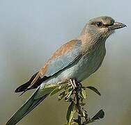 European Roller